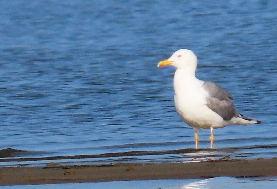 Yellow-legged Gull